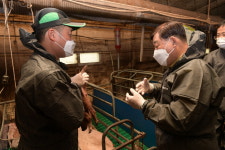 예산군 호은팜스, 상업용 듀록돼지 육종 개량 성공