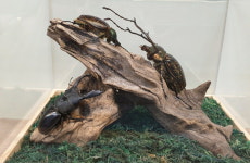 애완곤충 대중화 꿈 펼치는 증평 참좋은 굼벵이 곤충농장 유준형 대표