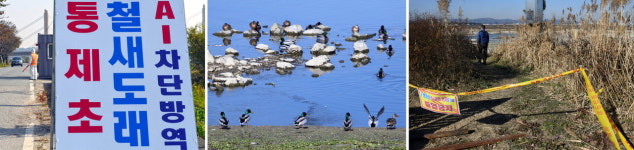 충북 음성 성산천·충남 곡교천·봉강천 저병원성 AI 확인