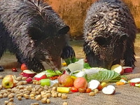 여주 웅담농장서 구출된 새끼 반달가슴곰 두마리, 청주동물원에 새둥지
