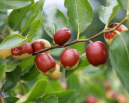 보은군, 차별화된 농특산물 육성