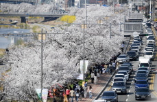 붐비는 무심천 벚꽃길