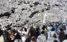 붐비는 무심천 벚꽃길