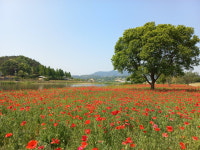 금산의 숨은 풍경 봉황천 꽃양귀비 보러오세요