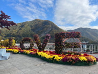 단양은 지금 가을꽃 향연