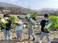 유아교육진흥원, 꼬마농부 배추·무수확 생태체험