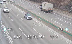 고속도로에 출몰한 개… 20분동안 포획 작전