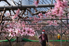 영동군, 봄의 전령 복숭아 꽃 만발