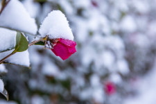 동백꽃 보러갔더니