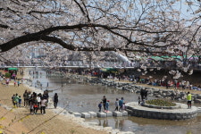 금산군, 금산천 봄꽃축제·비단고을 산꽃축제·홍도화축제 개최