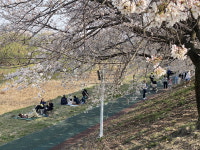 조천변 벚꽃길 조치원 봄꽃축제 8~9일 개최