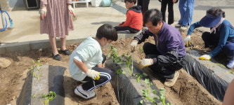 세중초, 마을 어르신과 함께하는 꽃묘 및 고구마 모종심기