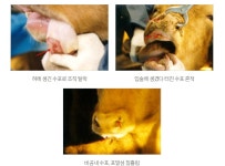 충북 4년만에 구제역… 청주 북이면 한우농장서 발생