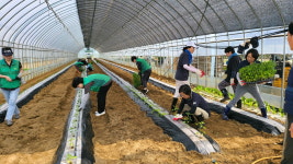 서원구 주민복지과, 도농상생 농촌 봉사활동 실시