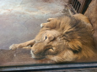 김해 부경동물원 늙고 삐쩍 마른 사자, 청주동물원에 새 보금자리