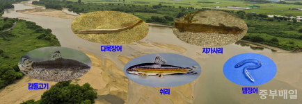 세계적인 생명터 미호강 대탐사 - 21. 미호강의 어류 ①