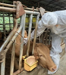 보은군, 18일까지 소·염소 4만8천483두 구제역 일제접종