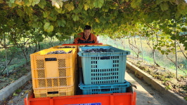 음성 상향전마을 주민들 직접 수확한 머루로 와인 담갔어요