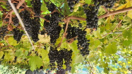 음성 상향전마을 주민들 직접 수확한 머루로 와인 담갔어요