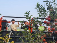 괴산 연풍초, 농촌 삶 체험···아이유학 사과따기 체험
