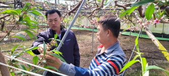 농협영동군지부, 황간면 금계리 하우스복숭아 농가방문 애로청취