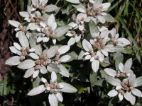 한국의 에델바이스 솜다리, 신품종 개발길 열려