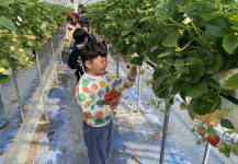 보은 관기초 1·2학년생 딸기 체험 가다