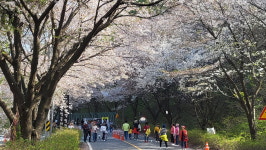 금산 보곡산골 산벚꽃축제 개최