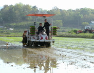 음성군 감곡면 오궁리에서 올해 첫 모내기