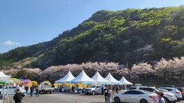2024 금산 보곡산골 산벚꽃축제 성료