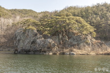 발로 쓰는 금강별곡 - 10. 금강이 품은 천년송들의 비밀