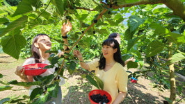 음성군 소이면 주머니골 농원, 주말 오디따기 체험 행사
