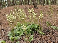 [아침뜨락] 매화노루발과 노루발