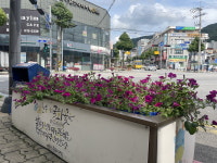 충주시 용산동에 페튜니아 만개