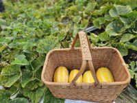 [아침뜨락] 고운리 풍경