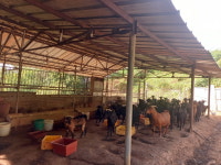 충주시 임도 공사로 염소 집단 폐사 농장주 피해 호소