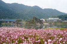 도담삼봉과 어우러진 도담정원 가을꽃 만개