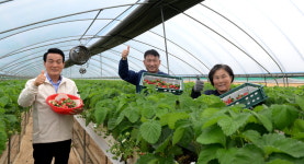 초촉성 재배로 수확 한달 앞당긴 논산딸기 본격 출하
