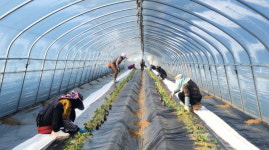 청주 오송농협, 청원생명 맛찬동이 수박 모종 심기 한창