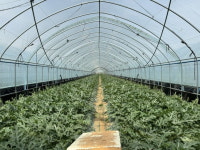 음성군농업기술센터, 수박 정식 전 철저한 포장·토양 관리 당부