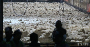 충북 청주시에서 28개월만에 AI 발생…오송읍 산란계 농장