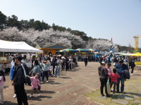 천안시, 함께 즐기는 봄날의 힐링 천안상록리조트 벚꽃축제