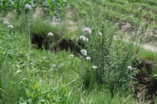 봄 향기 물씬나는 산달래 신품종 육성길 열려