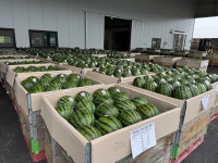 음성군 맹동농협 다올찬 수박 본격 출하
