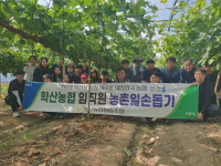 영동 학산농협 임직원, 포도순따기 일손돕기 구슬땀