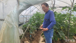 [현장르포] 진흙탕 된 애호박 농장… 당장 못 따면 다 버릴 판