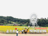 공주시 미르섬 가을 황금정원 추석 연휴 나들이
