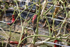 무름병·뿌리혹병… 하루가 다르게 죽어 속타는 농민들