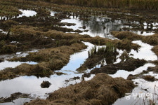 무름병·뿌리혹병… 하루가 다르게 죽어 속타는 농민들