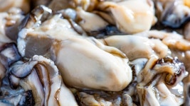 보령 천북 굴축제 임박… 청보리밭과 함께 즐기는 겨울 미식 여행